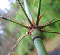 /album/kava/f-robusta4s-small-jpg/