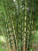 /album/kava/f-robusta20102s-small-jpg/